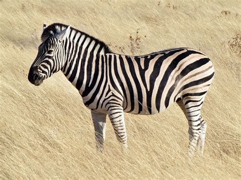 What Color Is A Zebra Coloring Wallpapers Download Free Images Wallpaper [coloring876.blogspot.com]
