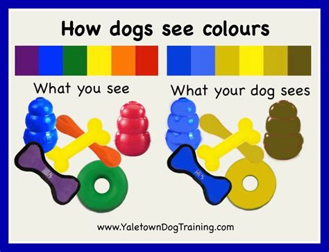 What Colors Do Dogs See Coloring Wallpapers Download Free Images Wallpaper [coloring876.blogspot.com]