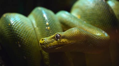 what colors does python know