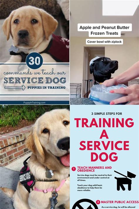 what commands does a service dog need to know