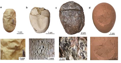 what do fossilized eggs look like