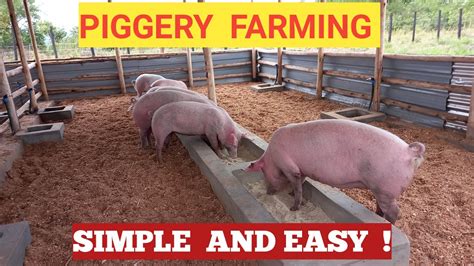 what do i need to start a piggery project