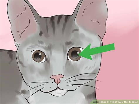 what does a cat's eye look like when it's blind