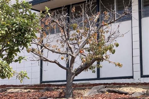 what does a dead apple tree look like in spring