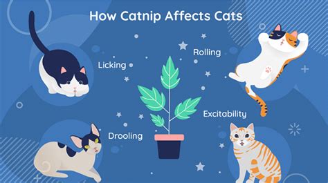 what does catnip do to cats and why