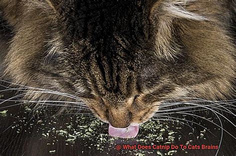 what does catnip do to cats brains