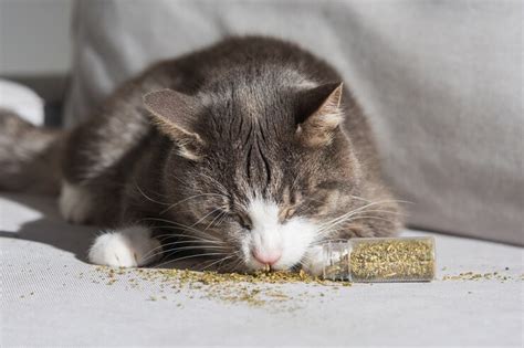 what does catnip do to cats if they eat it