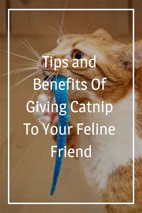 what does catnip do to cats scientifically