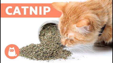 what does catnip do to cats smell