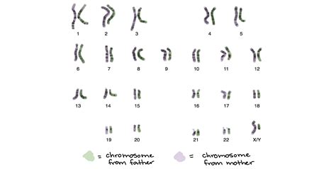 what does chromosome 5 determine