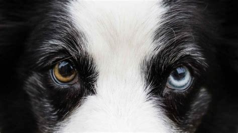 what does it mean when a dog has one blue eye