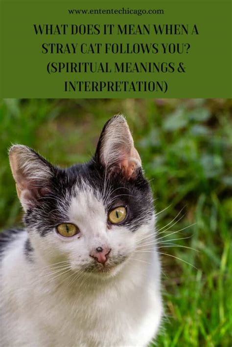 what does it mean when a stray kitten follows you
