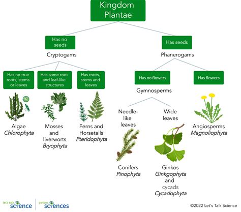 what does kingdom plantae include