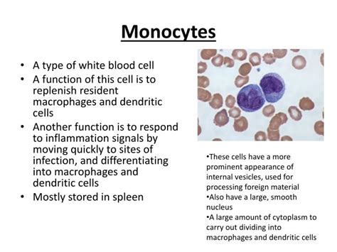 what does monocytes absolute mean in a blood test when it is high