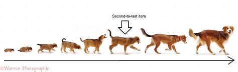 what does second from last mean