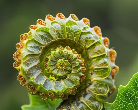 what does the fibonacci sequence represent in nature