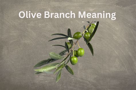 what does the olive branch symbolize in noah's ark
