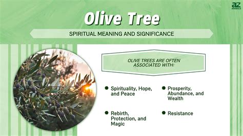 what does the olive tree represent in the odyssey