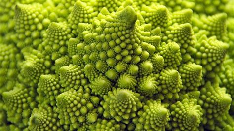 what example of fractals are found in nature