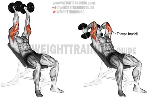 what exercises target the triceps brachii