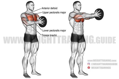 what exercises work the pectoralis minor