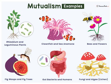 what is a an example of mutualism