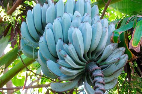 what is a blue java banana