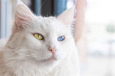 what is a cat with two different colored eyes