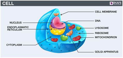 what is a cell structure definition