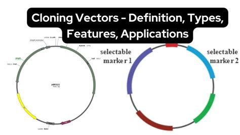 what is a cloning vector simple definition