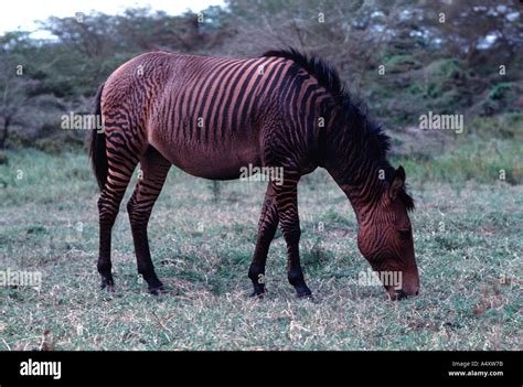 what is a cross between a zebra and a horse called