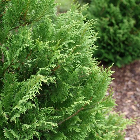 what is a false cypress