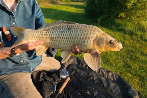 what is a ghost carp