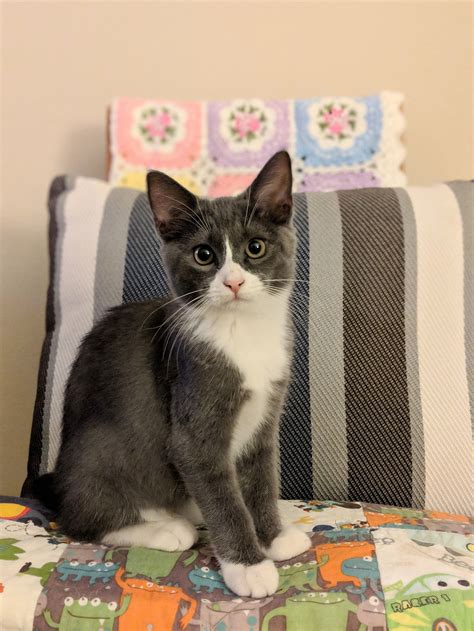 what is a grey tuxedo cat called