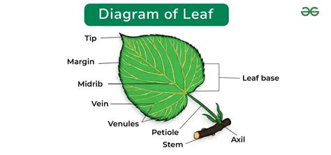 what is a leaf diagram