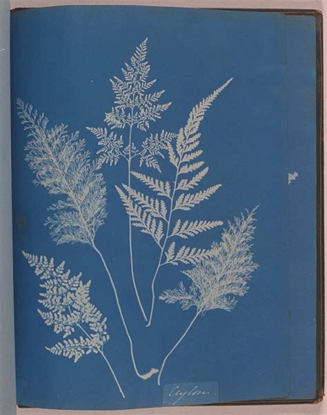 what is a modern application of cyanotype in the field of science