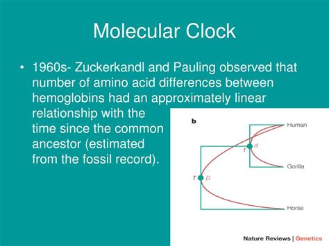 what is a molecular clock model
