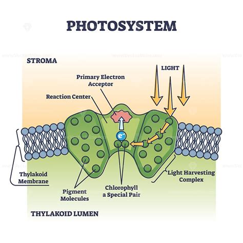 what is a photosystem in biology