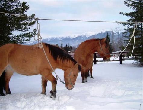 what is a picket line in ranching