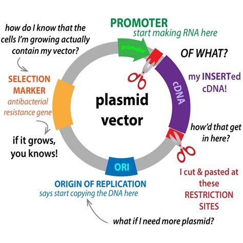 what is a plasmid vector