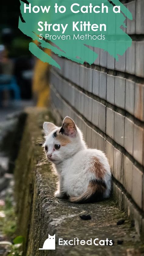 what is a stray kitten