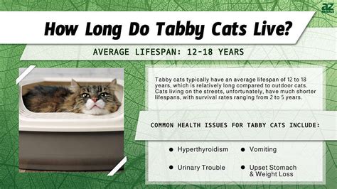 what is a tabby cat's lifespan