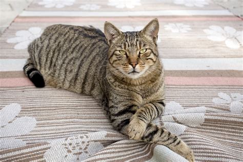 what is a tabby cat called