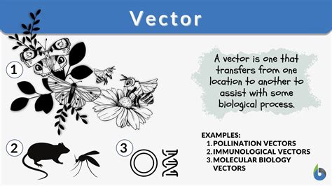 what is a vector in biology