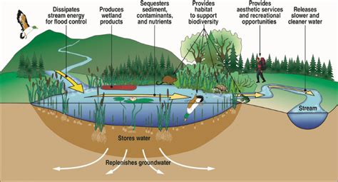 what is a wetlands transition area