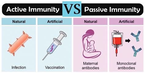 what is active and passive immunity