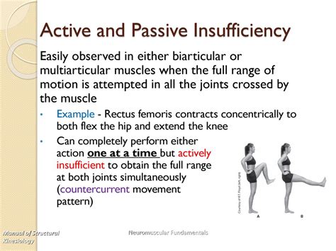 what is active and passive in physical education