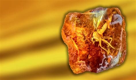 what is amber and how is it formed