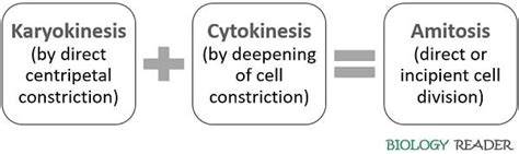 what is amitosis