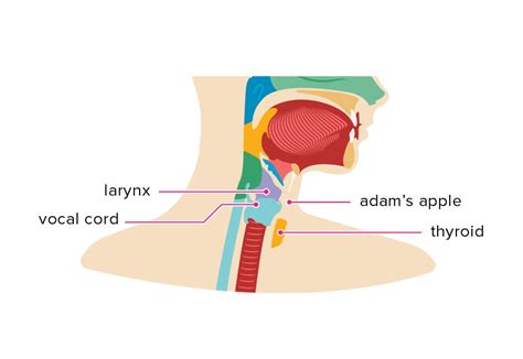 what is an adam's apple for men